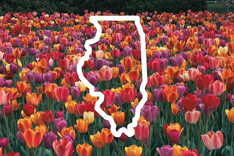 tulips in Illinois 